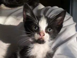 Gato raça SRD idade Abaixo de 2 meses nome Zezinho