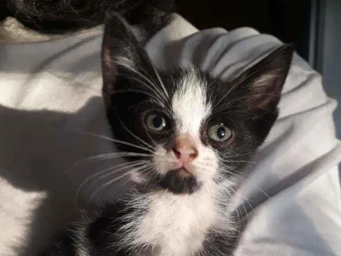 Gato ra a SRD idade Abaixo de 2 meses nome Zezinho