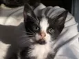 Zezinho