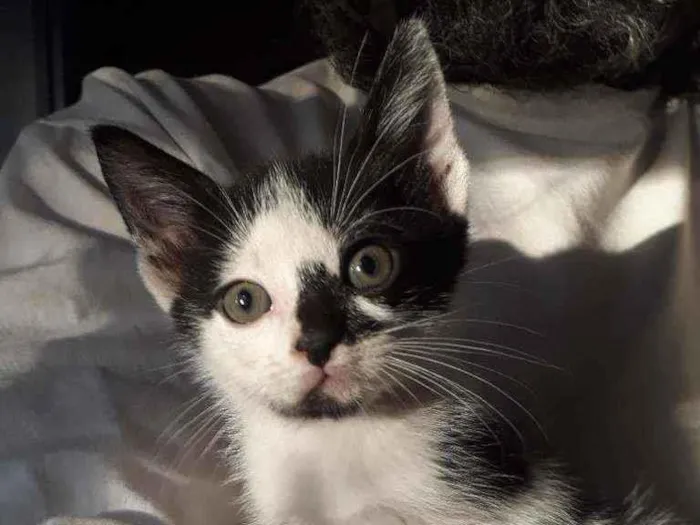Gato ra a SRD idade Abaixo de 2 meses nome Luisinho