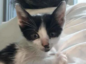 Gato raça SRD idade Abaixo de 2 meses nome Corazón