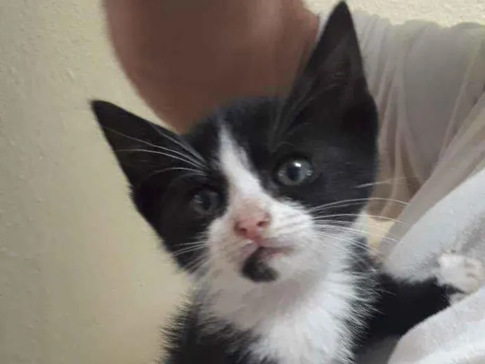 Gato ra a SRD idade Abaixo de 2 meses nome Maria Flor