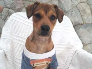 Cachorro raça Srd idade 2 a 6 meses nome Mumuzinho