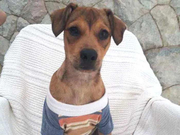 Cachorro ra a Srd idade 2 a 6 meses nome Mumuzinho