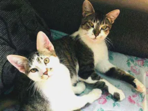 Gato raça Srd idade 1 ano nome Sol e jimmy