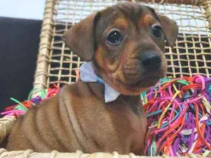 Cachorro raça Srd idade Abaixo de 2 meses nome Fanta
