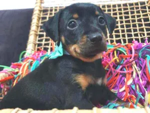 Cachorro raça Srd idade Abaixo de 2 meses nome Coca