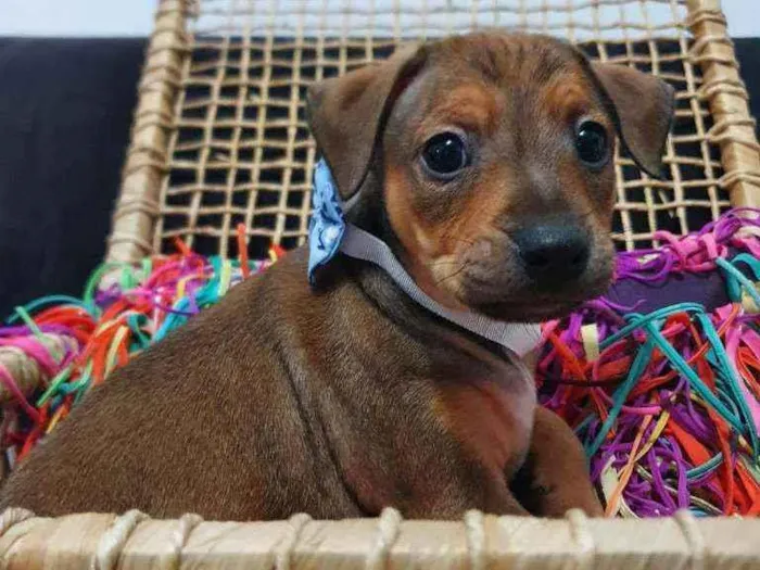 Cachorro ra a Srd idade Abaixo de 2 meses nome Sprite