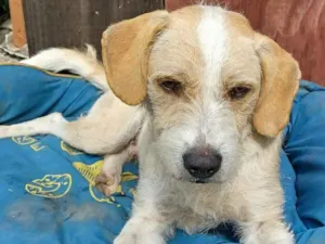 Cachorro raça  idade 1 ano nome Estopinha 