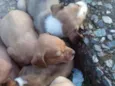 Theo ,Bruce ,simba,e