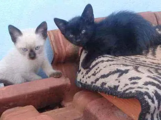 Gato ra a Siamês idade 2 a 6 meses nome Sem nome 