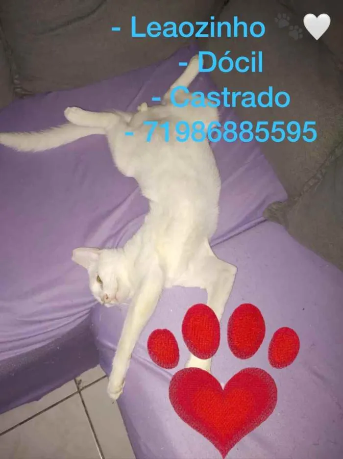 Gato raça Srd idade 2 a 6 meses nome Leoazinho 