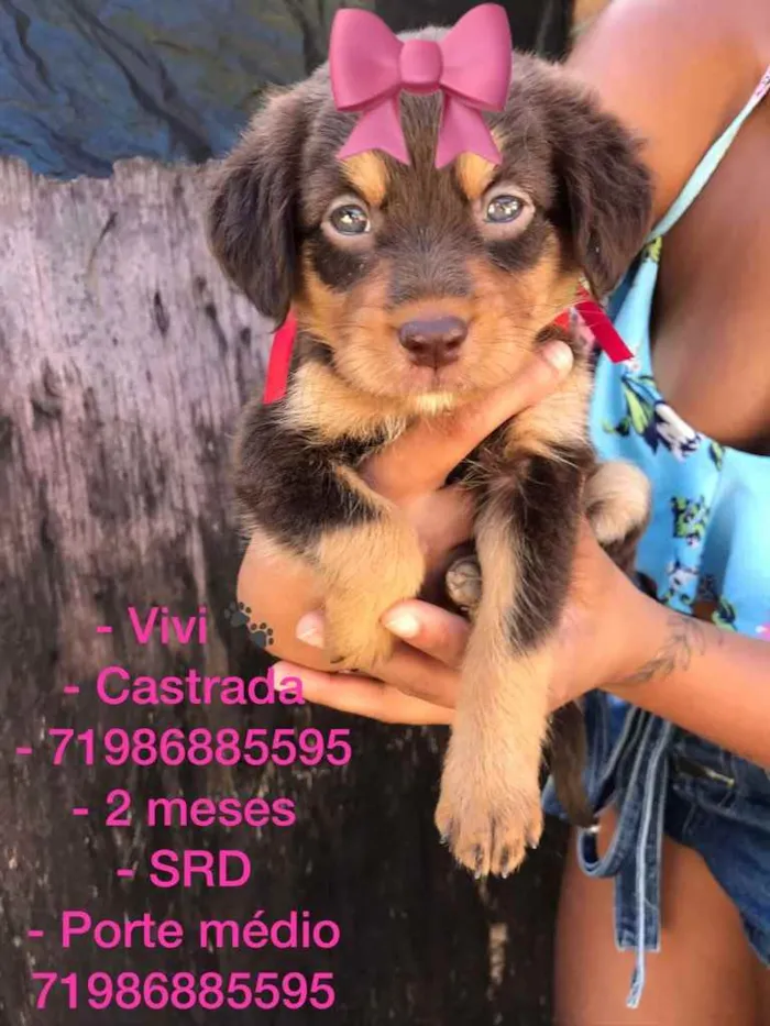 Cachorro raça Srd idade 2 a 6 meses nome Vivi castrada