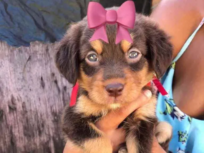 Cachorro raça Srd idade 2 a 6 meses nome Vivi castrada