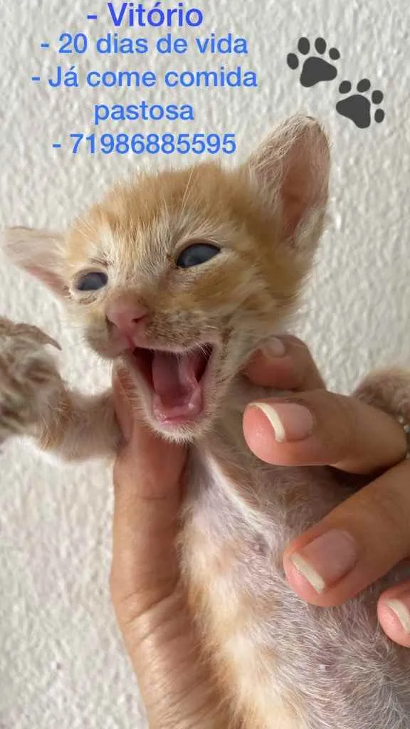 Gato raça Srd idade Abaixo de 2 meses nome Recém nascidos 