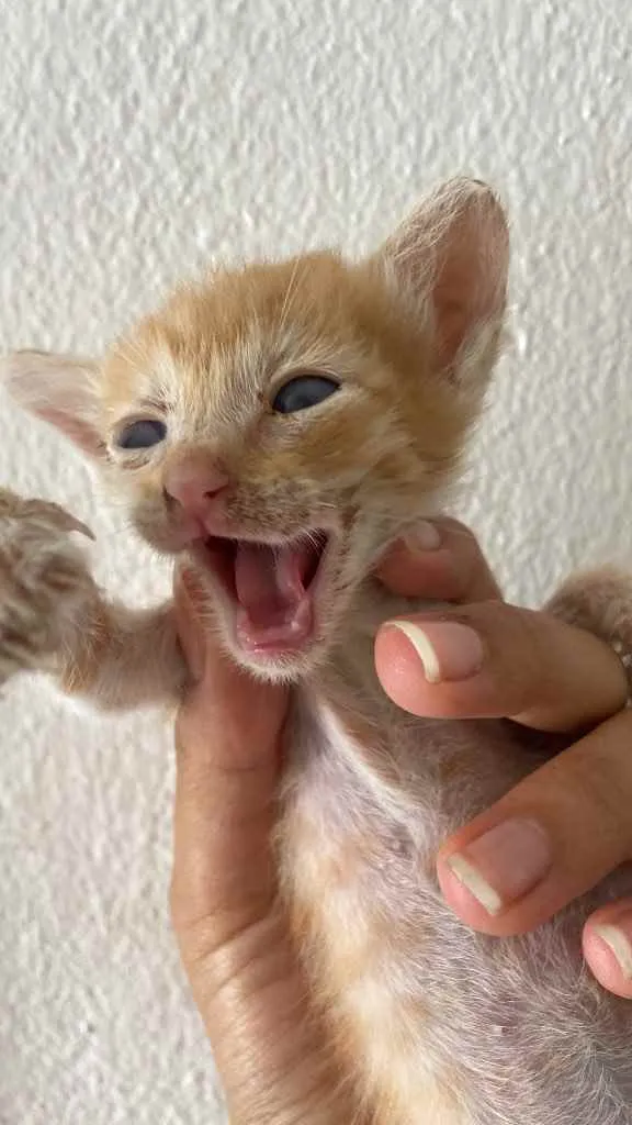 Gato raça Srd idade Abaixo de 2 meses nome Recém nascidos 