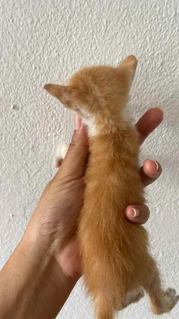 Gato raça Srd idade Abaixo de 2 meses nome Recém nascidos 