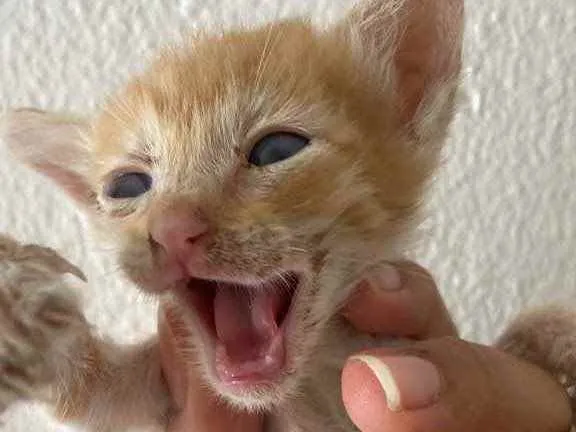 Gato raça Srd idade Abaixo de 2 meses nome Recém nascidos 