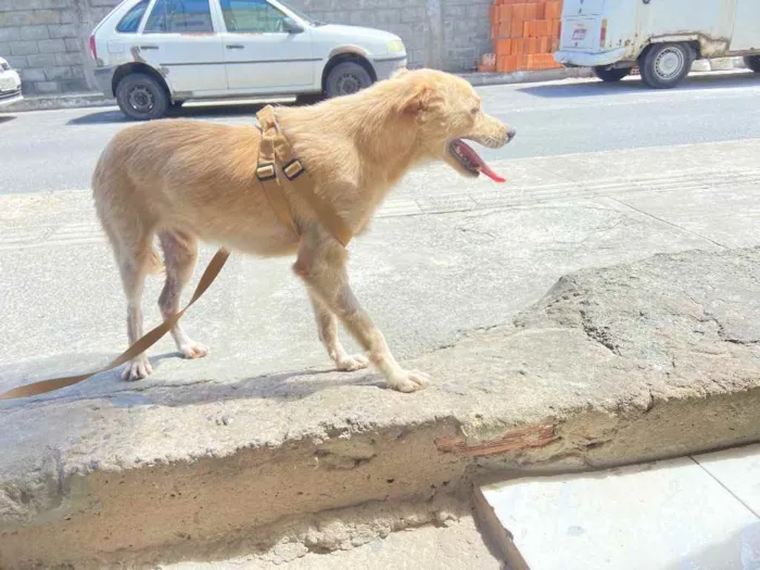 Cachorro raça Srd idade 2 a 6 meses nome Boby castrado 