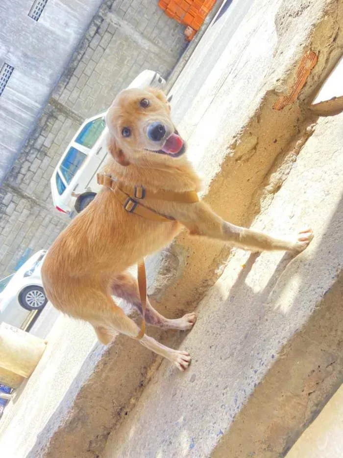 Cachorro raça Srd idade 2 a 6 meses nome Boby castrado 