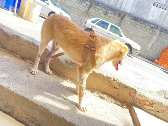Cachorro raça Srd idade 2 a 6 meses nome Boby castrado 