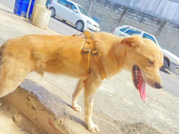 Cachorro raça Srd idade 2 a 6 meses nome Boby castrado 