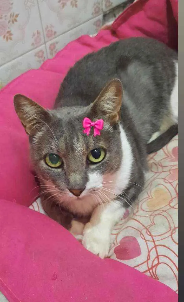 Gato ra a Srd idade 2 anos nome Milli