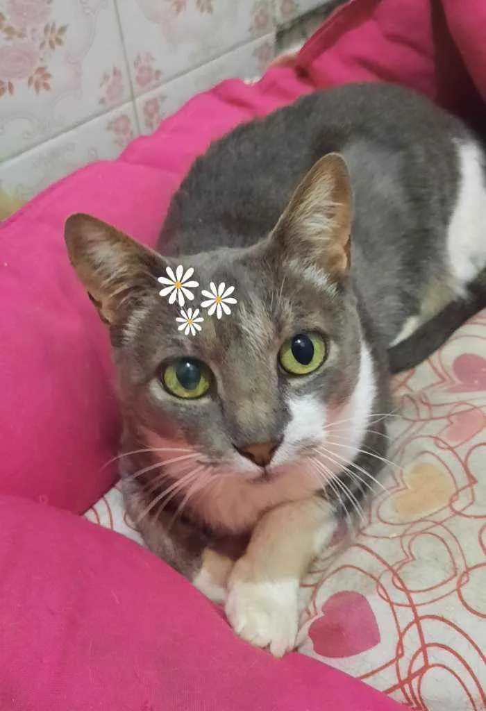 Gato ra a Srd idade 2 anos nome Milli