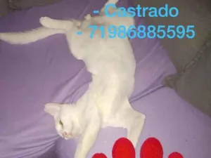 Gato raça Srd idade 2 a 6 meses nome Leoazinho 