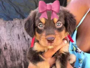 Cachorro raça Srd idade 2 a 6 meses nome Vivi castrada