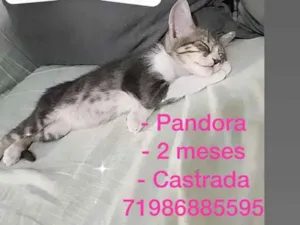 Gato raça Srd idade Abaixo de 2 meses nome Pandora castrada