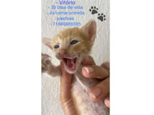 Gato raça Srd idade Abaixo de 2 meses nome Recém nascidos 