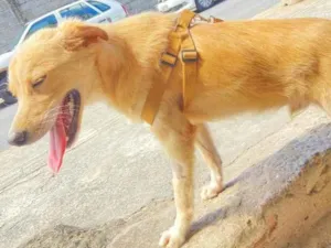 Cachorro raça Srd idade 2 a 6 meses nome Boby castrado 