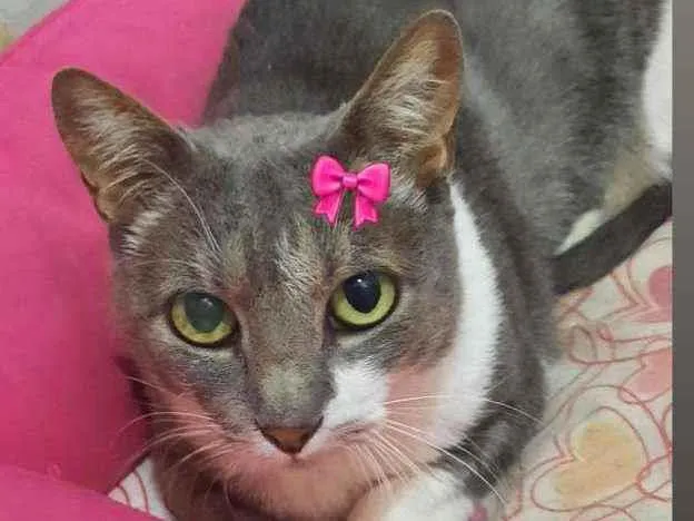 Gato ra a Srd idade 2 anos nome Milli