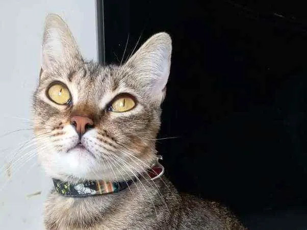 Gato ra a Srd idade 2 anos nome @ MAYA @