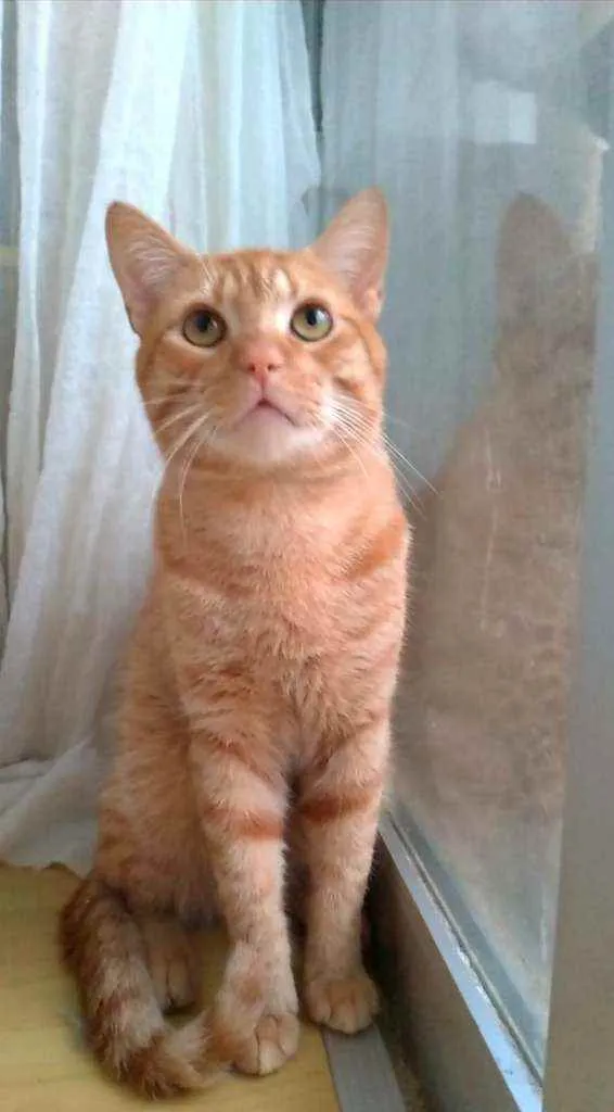 Gato ra a Srd idade 1 ano nome @ Simba @