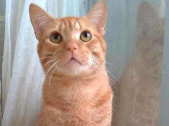 Gato ra a Srd idade 1 ano nome @ Simba @