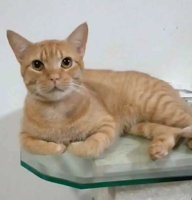 Gato ra a Srd idade 1 ano nome @ Simba @
