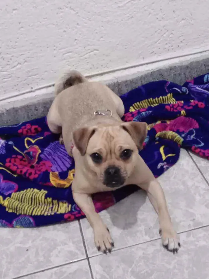Cachorro ra a Mestiça  idade 1 ano nome Xuxa 