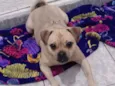 Xuxa 