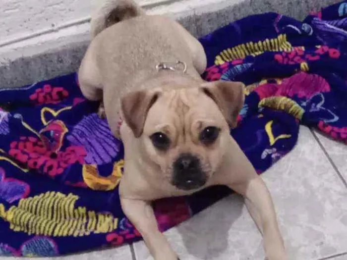 Cachorro ra a Mestiça  idade 1 ano nome Xuxa 