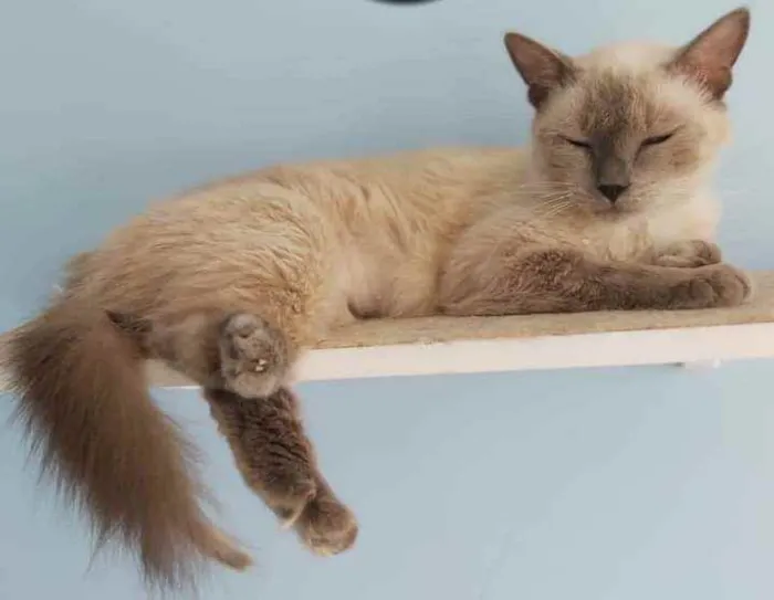 Gato ra a Srd idade 1 ano nome ** Pérola **