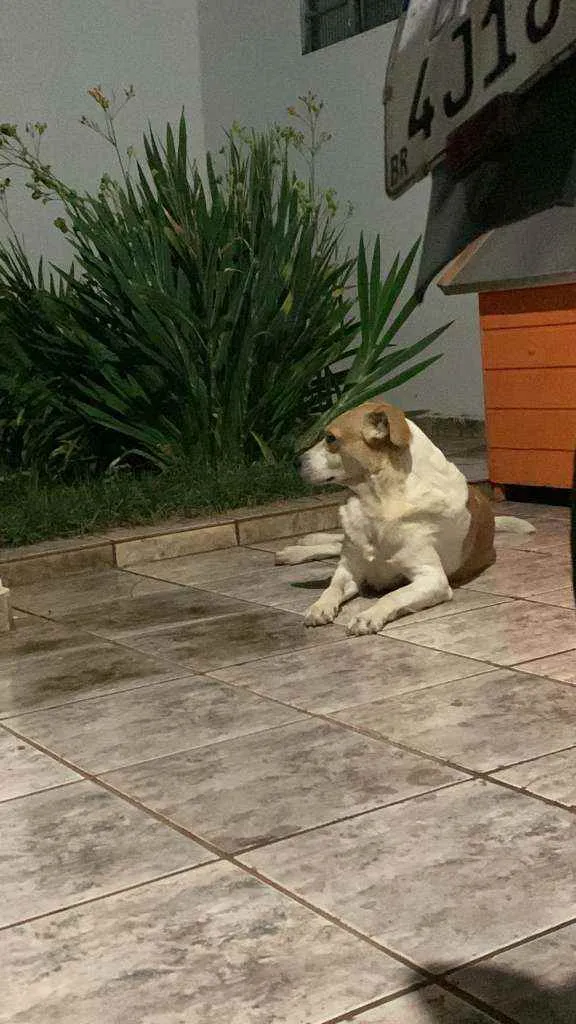 Cachorro ra a Rafeiro idade 4 anos nome Castiel