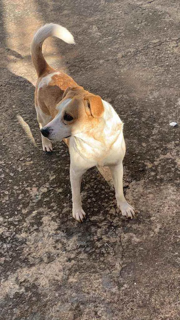 Cachorro ra a Rafeiro idade 4 anos nome Castiel