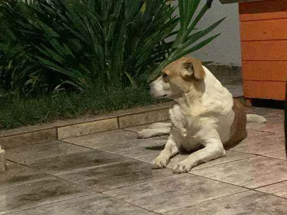 Cachorro ra a Rafeiro idade 4 anos nome Castiel