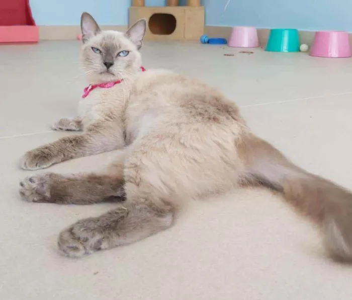 Gato ra a Srd idade 1 ano nome ** Pérola **