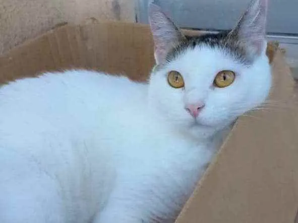 Gato ra a Srd idade 2 anos nome ** AYANA **