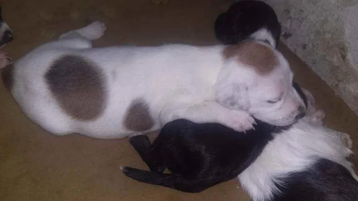 Cachorro ra a Viralata com pitbull idade 2 a 6 meses nome Fuchica.meguy.moly