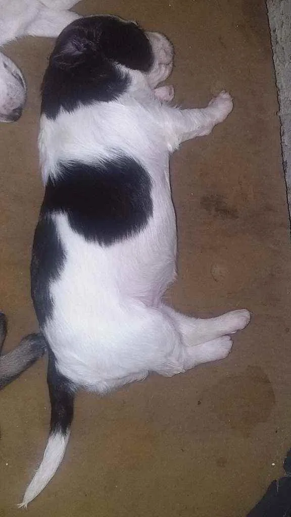 Cachorro ra a Viralata com pitbull idade 2 a 6 meses nome Fuchica.meguy.moly