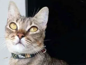 Gato raça Srd idade 2 anos nome @ MAYA @